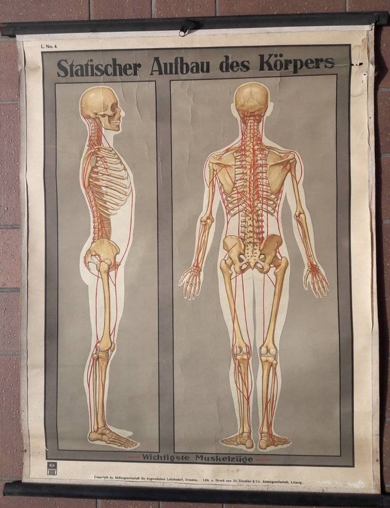 Poster didattico del corpo – vintage – LABORATORIO VINTAGE