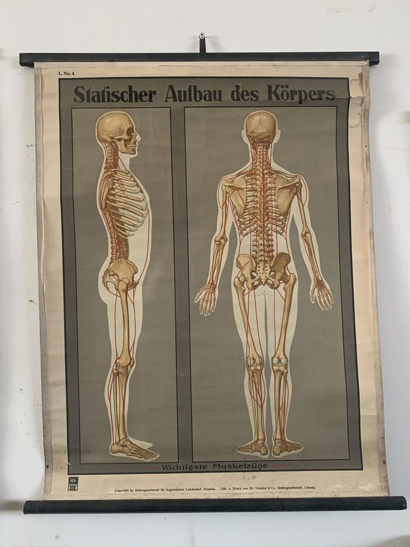 Poster didattico anatomico vintage – SOLO NOLEGGIO – – LABORATORIO VINTAGE