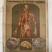 Poster didattico anatomico vintage – SOLO NOLEGGIO – – LABORATORIO VINTAGE