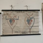 Poster didattico anatomico vintage – SOLO NOLEGGIO – – LABORATORIO VINTAGE