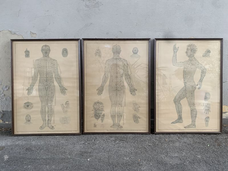 Poster didattico anatomico vintage – SOLO NOLEGGIO – – LABORATORIO VINTAGE